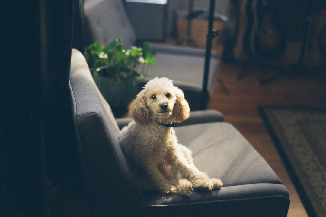 Should You Allow Pets in a Rental Property? The Pros and Cons